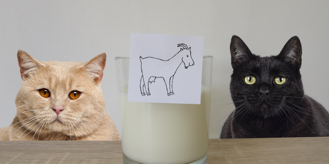 Можно ли кошкам козье молоко? Миф о гипоаллергенности и реальные риски