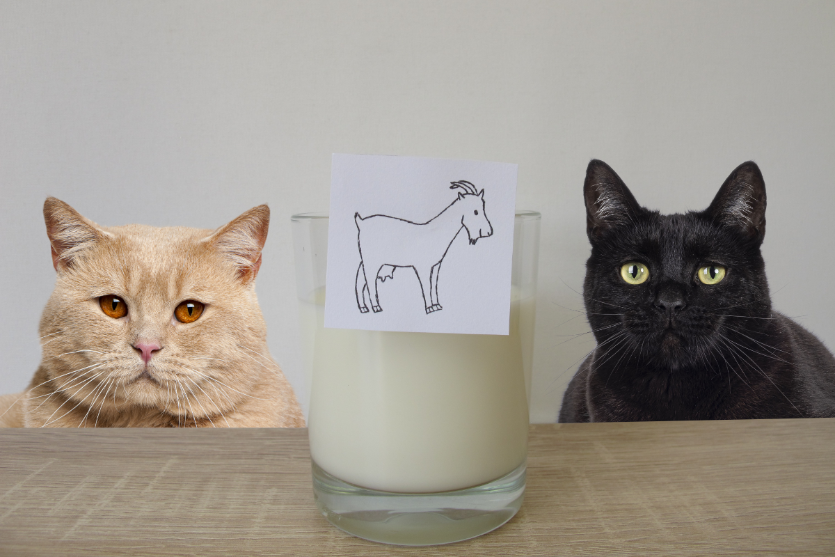 Можно ли кошкам козье молоко