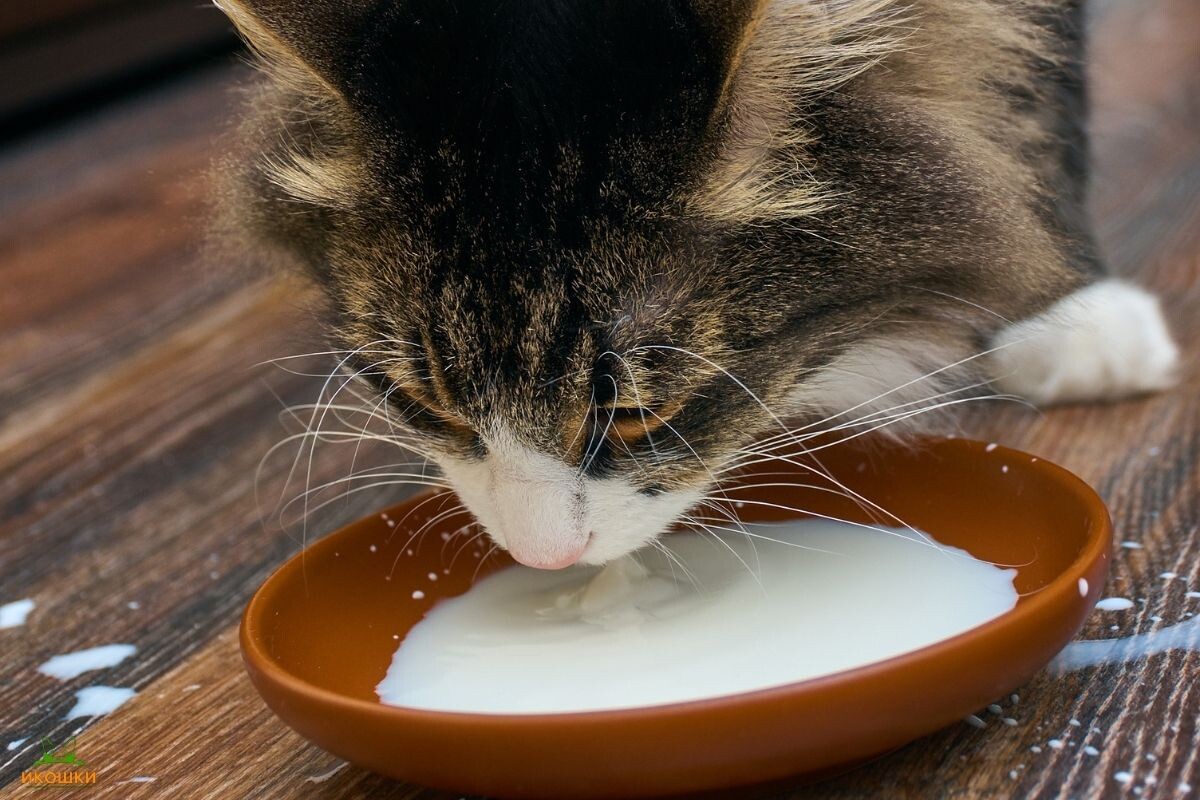 Кошка пьёт козье молоко