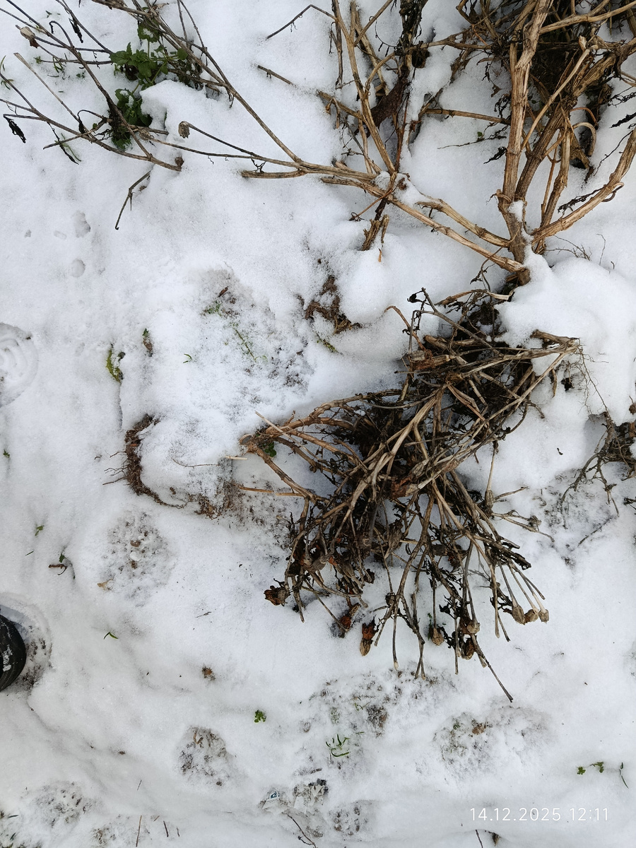 Бархотки. Для удержания снега и в качестве хорошей дезинфекции. Ну и Тим прошелся по грядке 😁