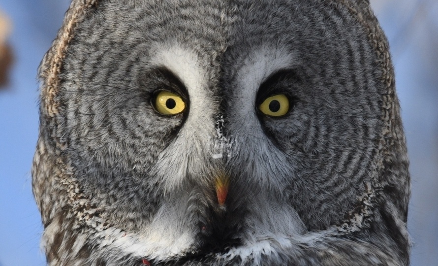 От неясыти до оляпки: птицы недели в проекте «Российская зима»