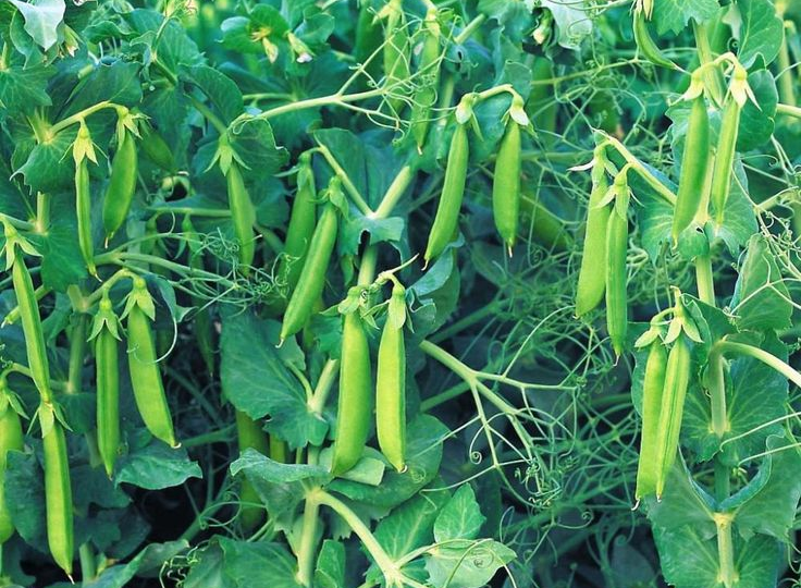 ГОРОХ С ПОДВОХОМ