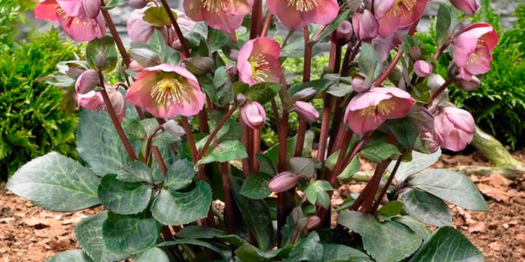 🌸 Морозники в саду: удачные соседи, красивая листва и частые ошибки