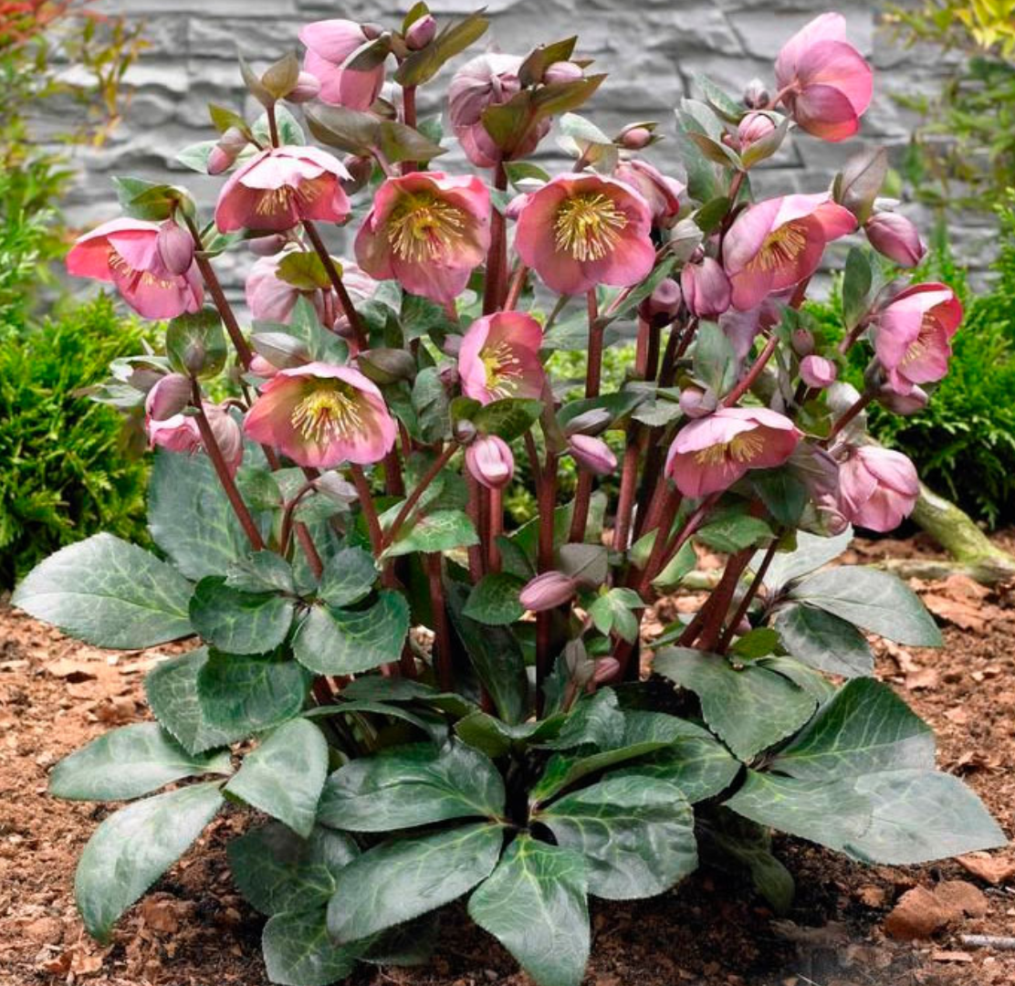 Морозники. Фото из интернета