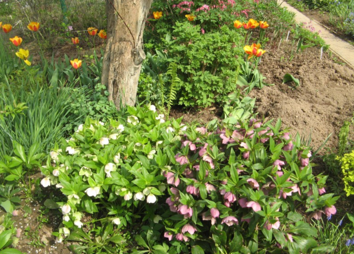 Морозники. Фото из интернета