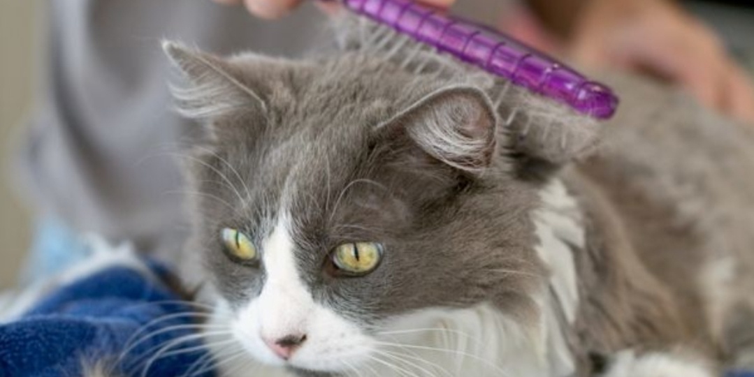 Забота о кошачьей шубке. Предотвращаем образование колтунов.