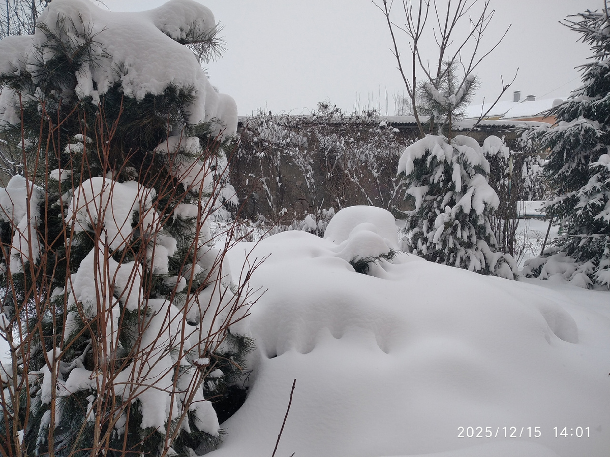 мои фотографии нашего двора