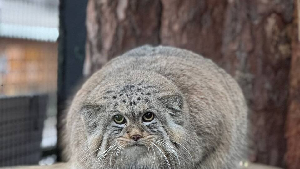     Источник: Telegram-канал Ленинградского зоопарка