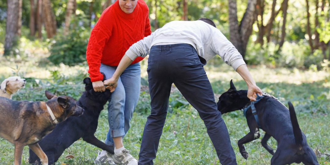 Как разнять дерущихся собак и не пострадать самому — инструкция, которую читают слишком поздно