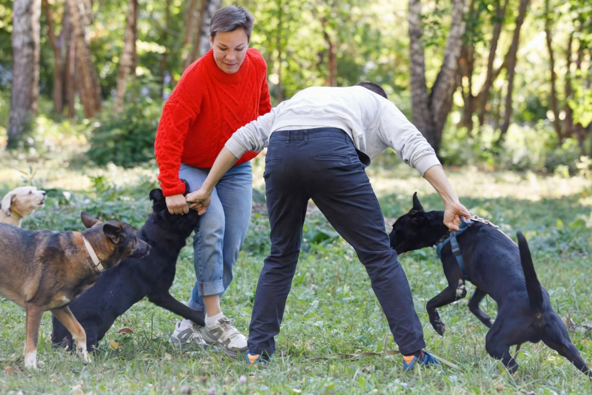 Как правильно разнять собак