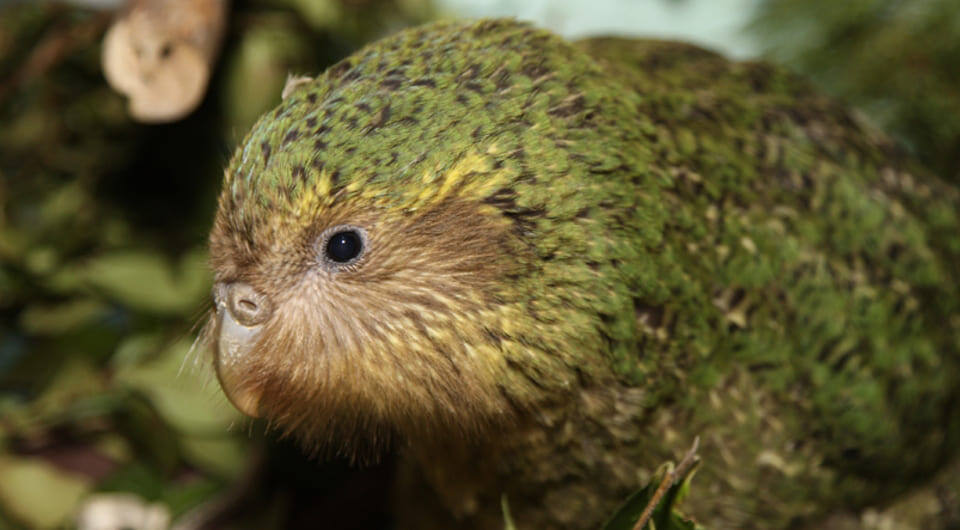   Department of Conservation / Flickr / CC BY 2.0