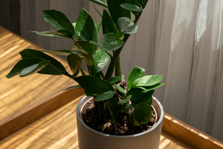 Чайная ложка желатина вместо удобрений: как тамбовчанам вернуть рост и блеск замиокулькасу