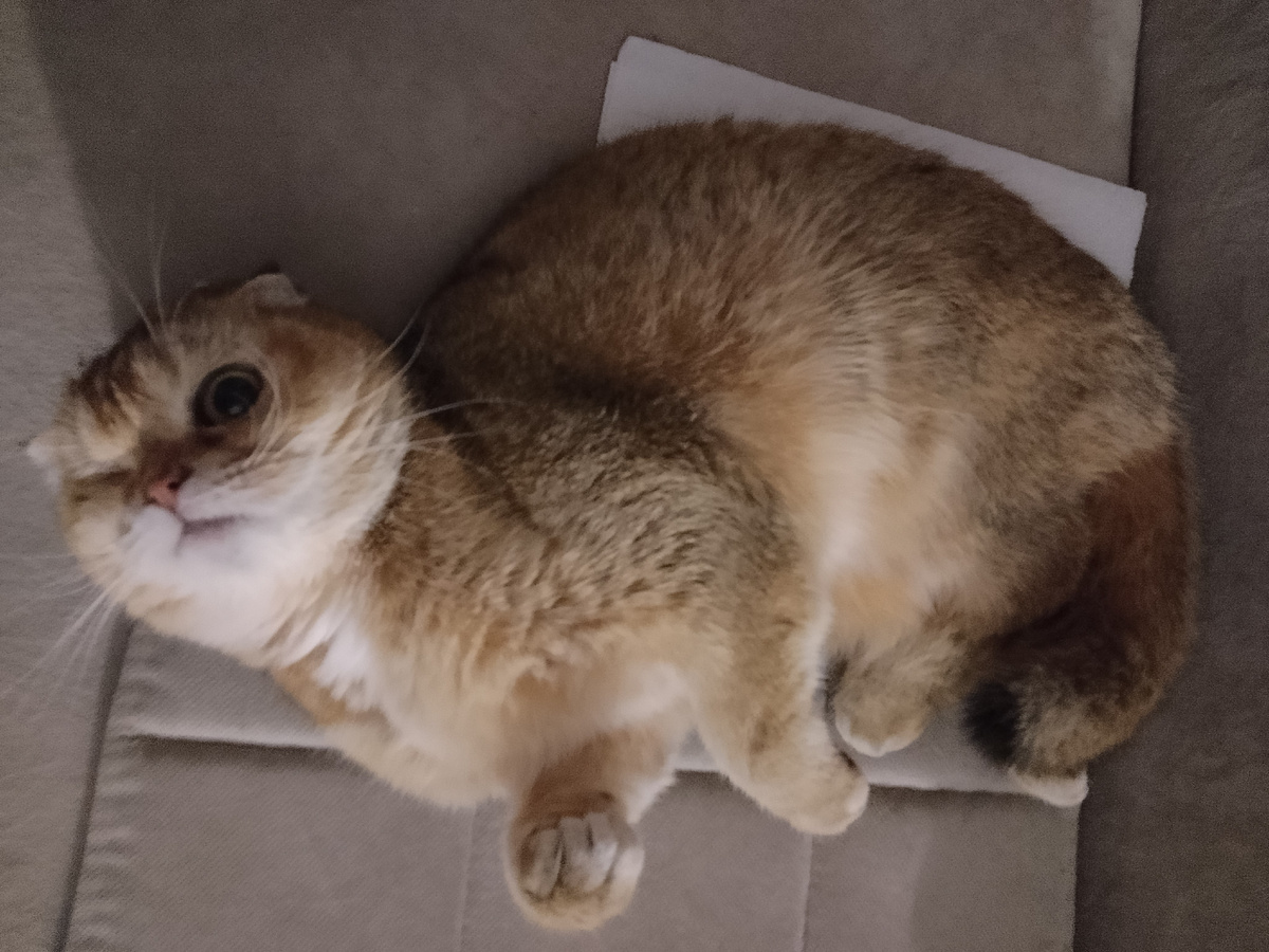 Ой, это ты на меня так орешь, что ли?! 