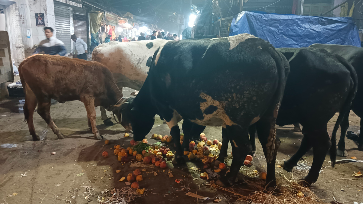 коровы на мейн базаре Дели