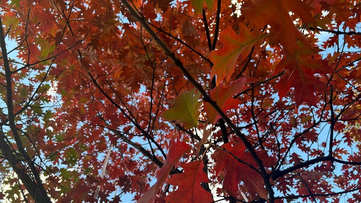    Фото: телеканал «Краснодар»