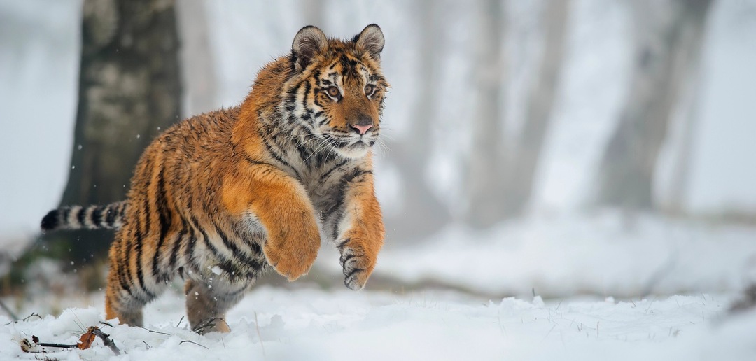 От заповедника с тиграми до космодрома: 9 причин поехать в Амурскую область