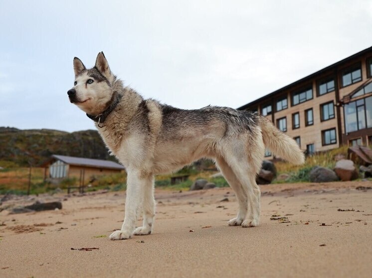     Фото: архив МК в Мурманске.