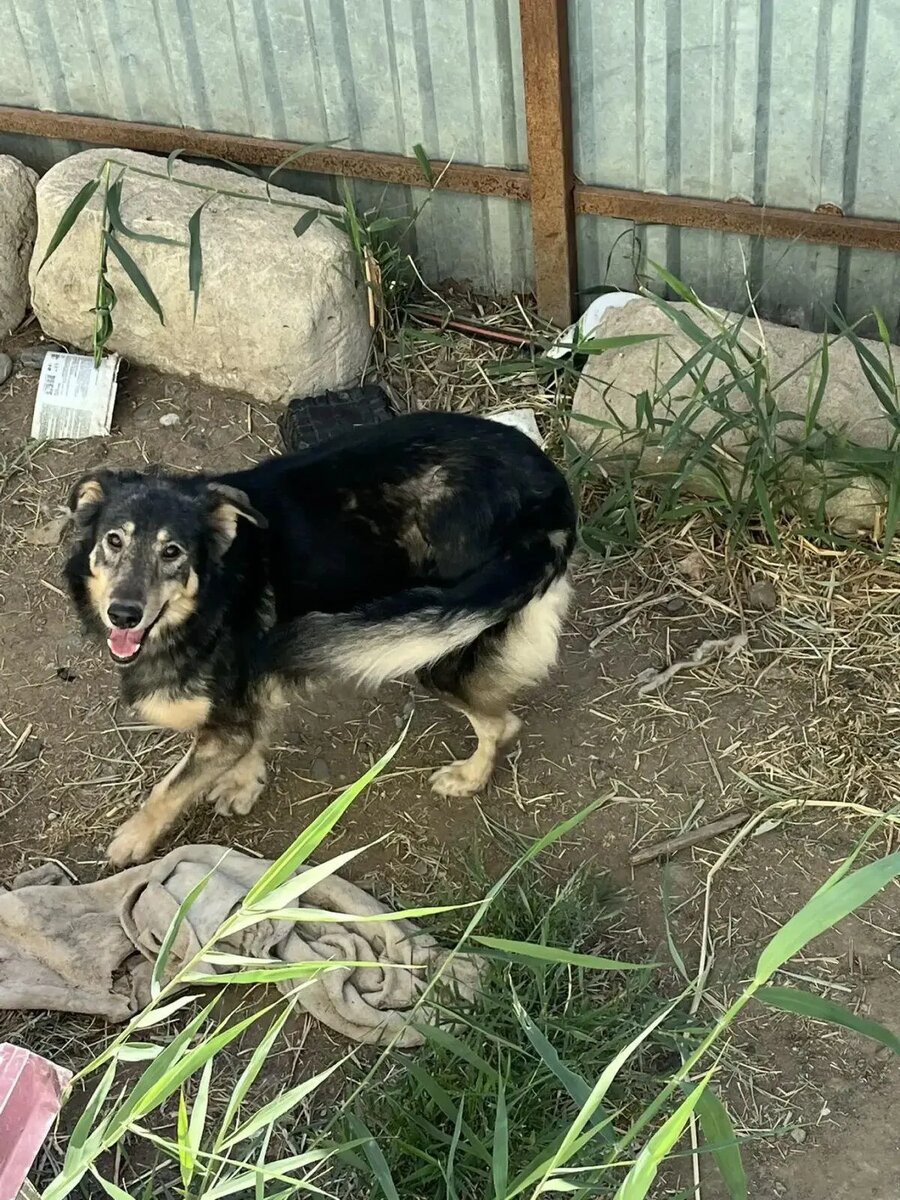 Тилли счастлива на передержке