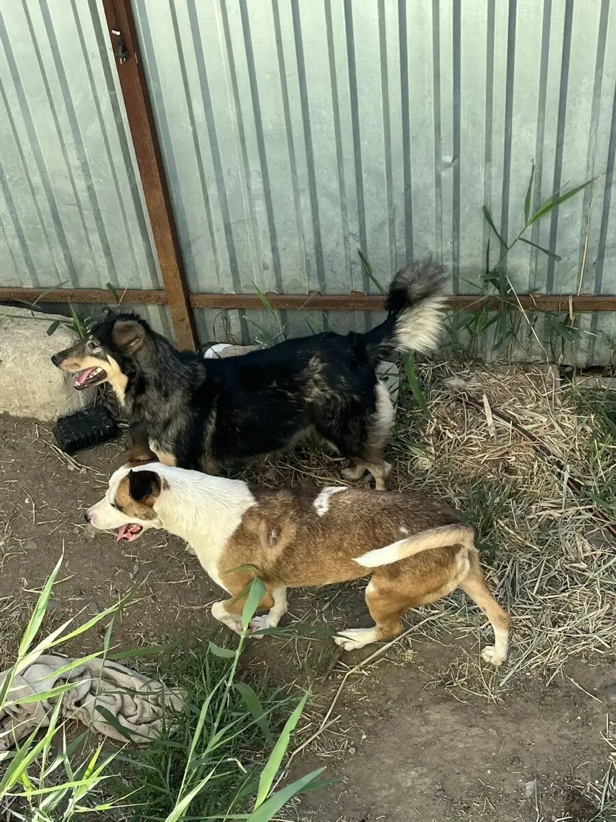 Все хулиганства веселее творить с верным другом