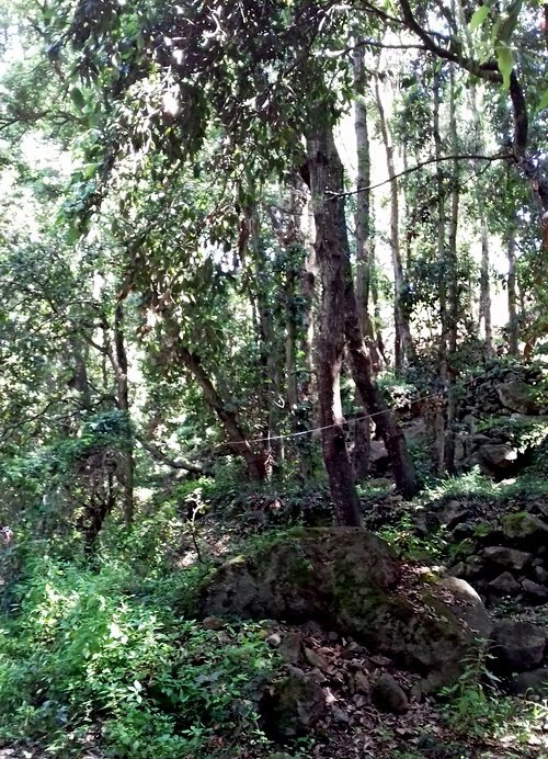 Девственный лес, куда, кажется, не ступала нога человека /фото из личного архива, 2018/