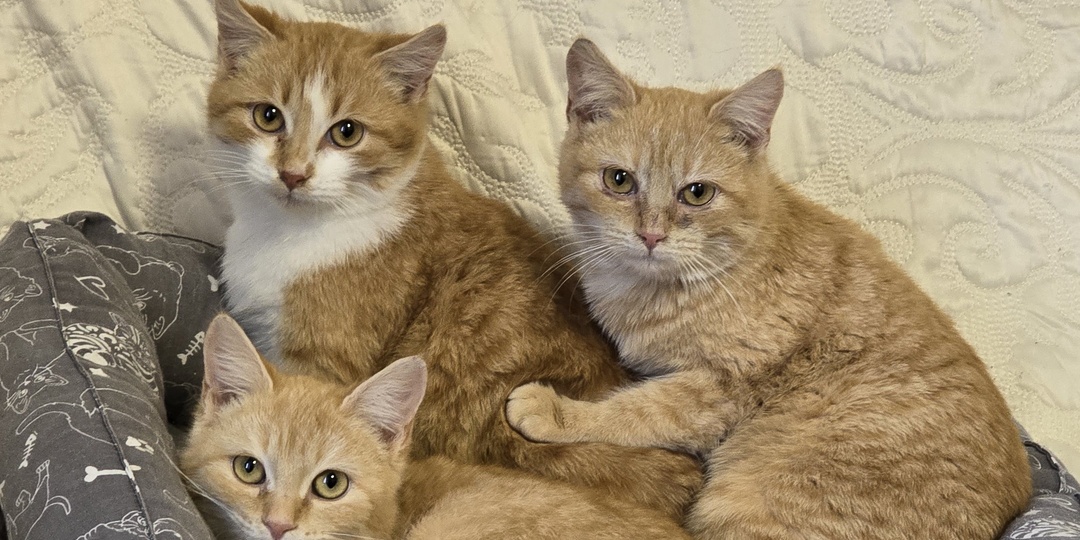 Спасли рыжие котята с мороза❄️