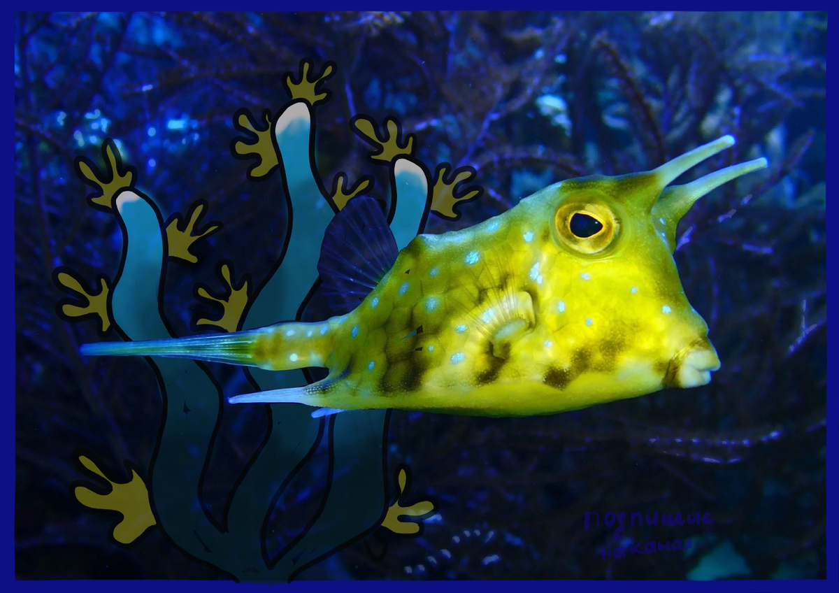 Рогатый кузовок - самая не обычная рыба