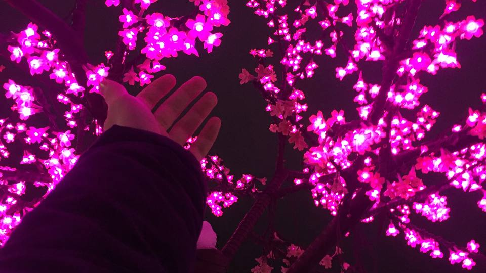 Поход за ёлочкой. Главное о важном или как прошёл 2025 год