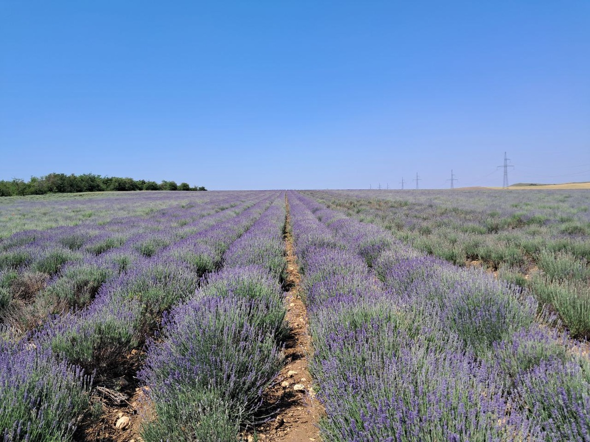 Лавандовые поля в Крыму
