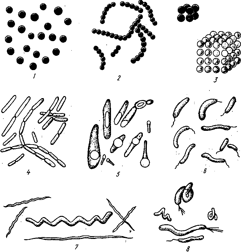 Рисунок 2. Формы бактерий. 1 — микрококки; 2 — стрептококки; 3 — сардины; 4 — палочки без спор; 5 — палочки со спорами (бациллы); 6 — вибрионы; 7—спирохеты; 8 — спириллы