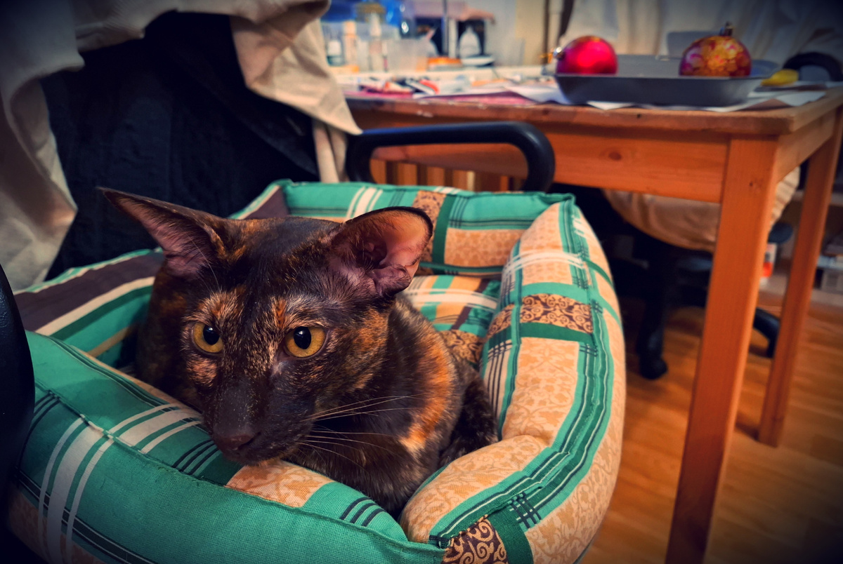 Комфортная засада