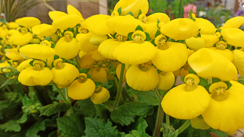 Кальцеолярия. Фото: ajpenniallphotography / Shutterstock / Fotodom