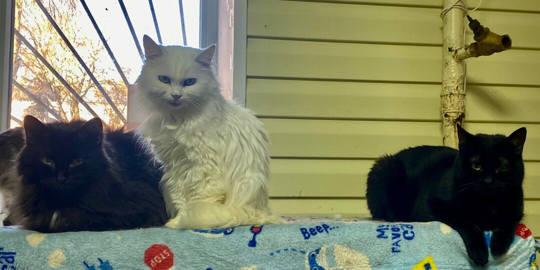 Белка и ее стражи