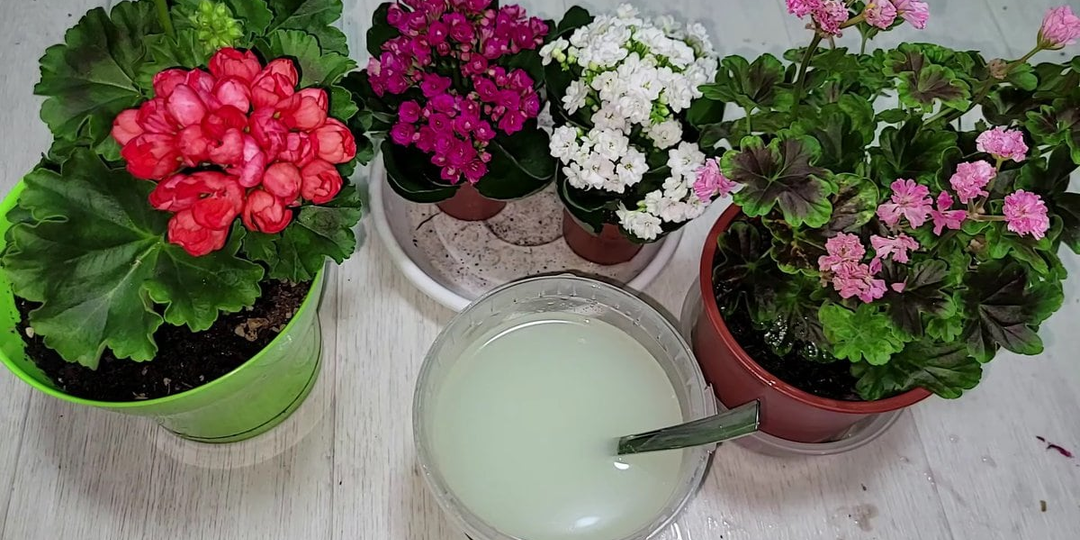 Пеларгония зимой: когда подкормка — польза, а когда — вред. Разбираем 3 сценария зимовки