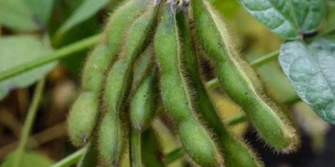 «Элитный бустер»: для чего нужны высокобелковые сорта сои