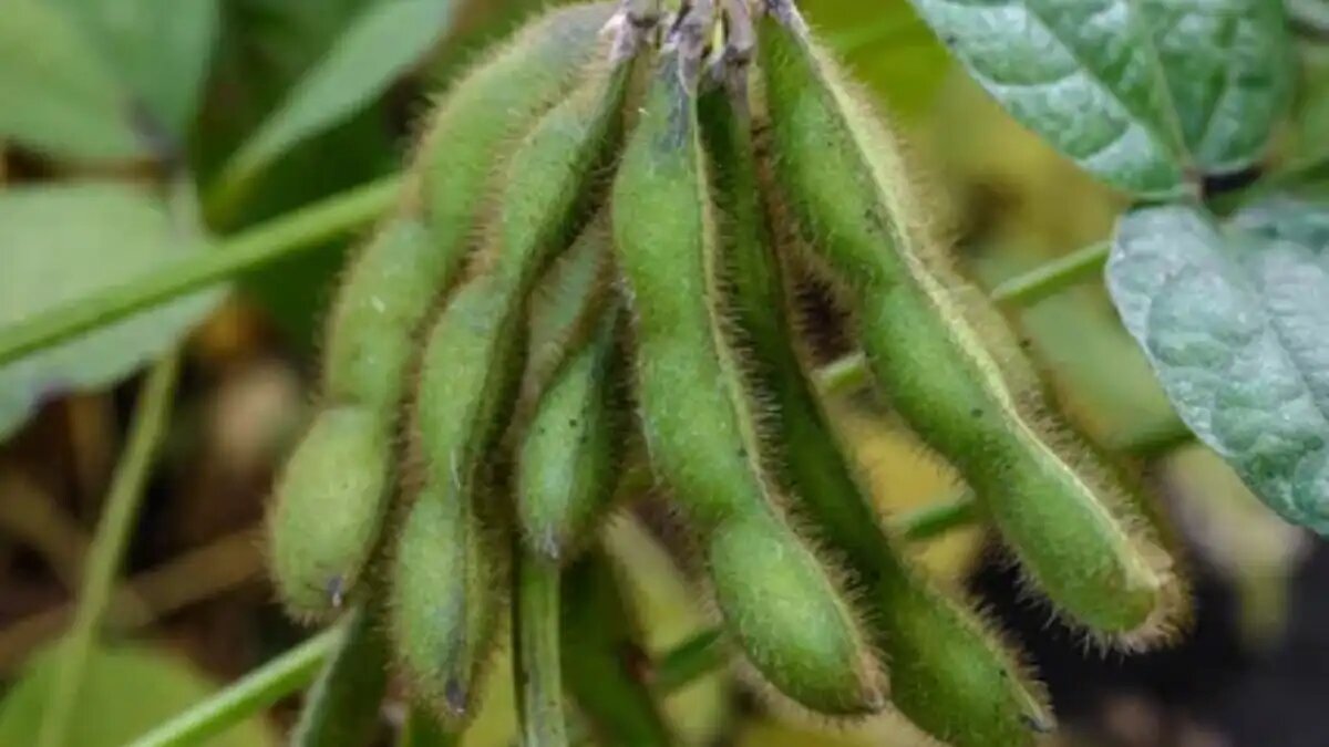 Фото:ЭкоНива
Высокобелковые сорта сои открывают новые горизонты для аграриев