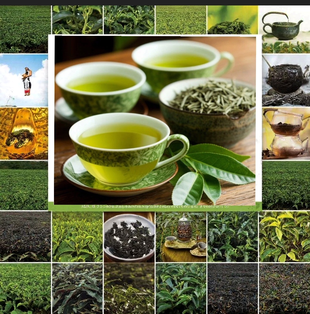 Сортов чая огромное количество