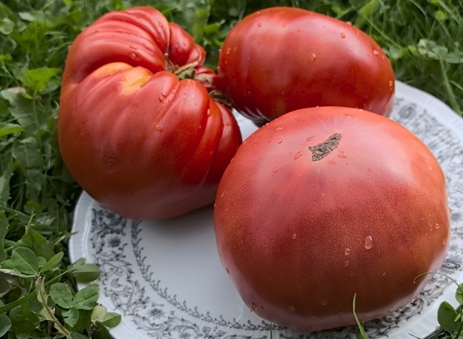 Здесь три сорта Зарево, бренди Вайн розовый, Русский 117