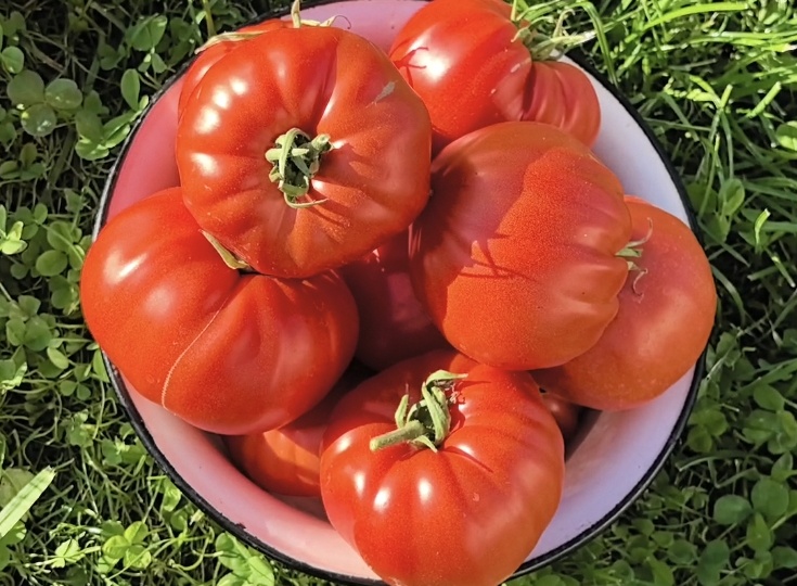 Вот эти томаты посажу в новом сезоне 2026 года, если Бог даст)