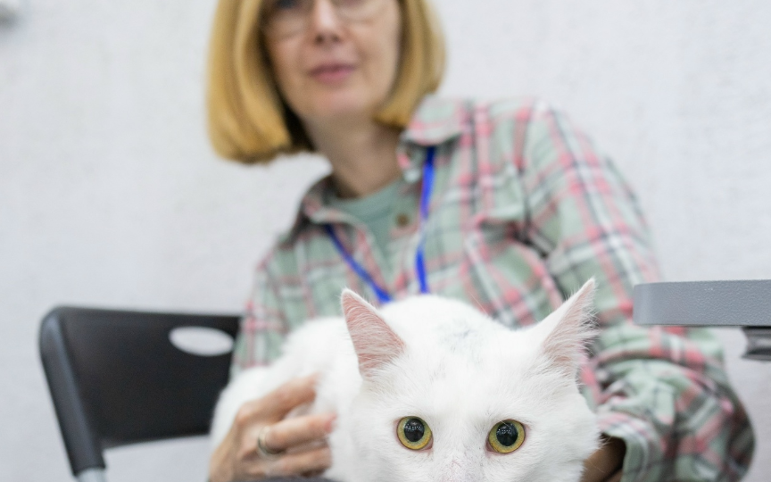 После фестиваля "Пойдем домой" в Сыктывкаре четыре кошки из зоны СВО обрели хозяев