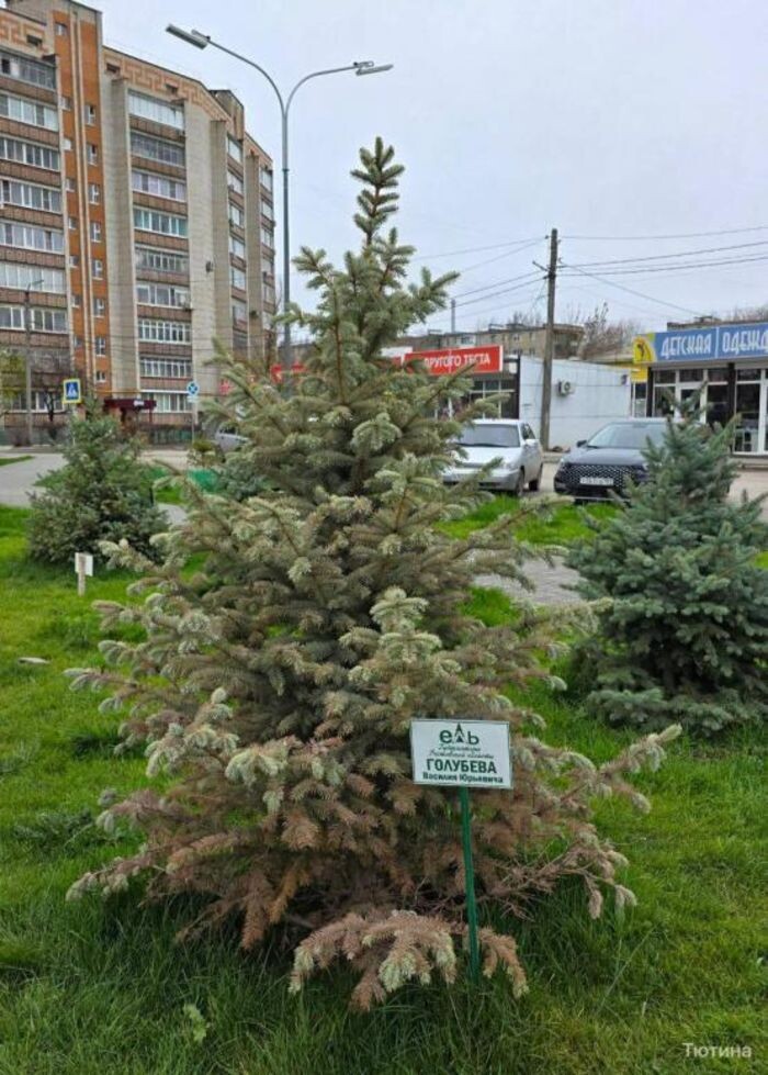 Иллюстрация: соцсети