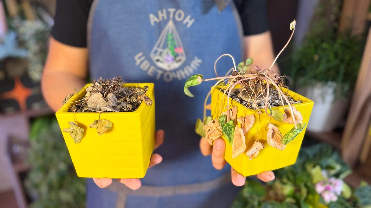 Такими стали мои цикламены после неправильной пересадки