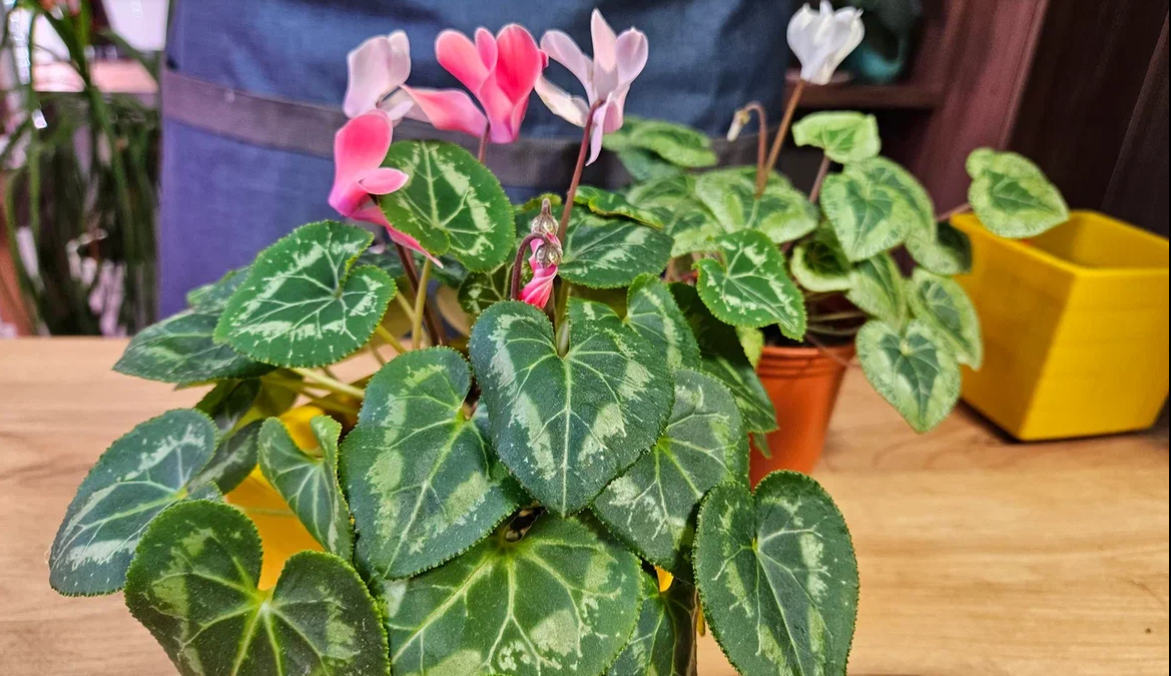 А такими были ещё недавно