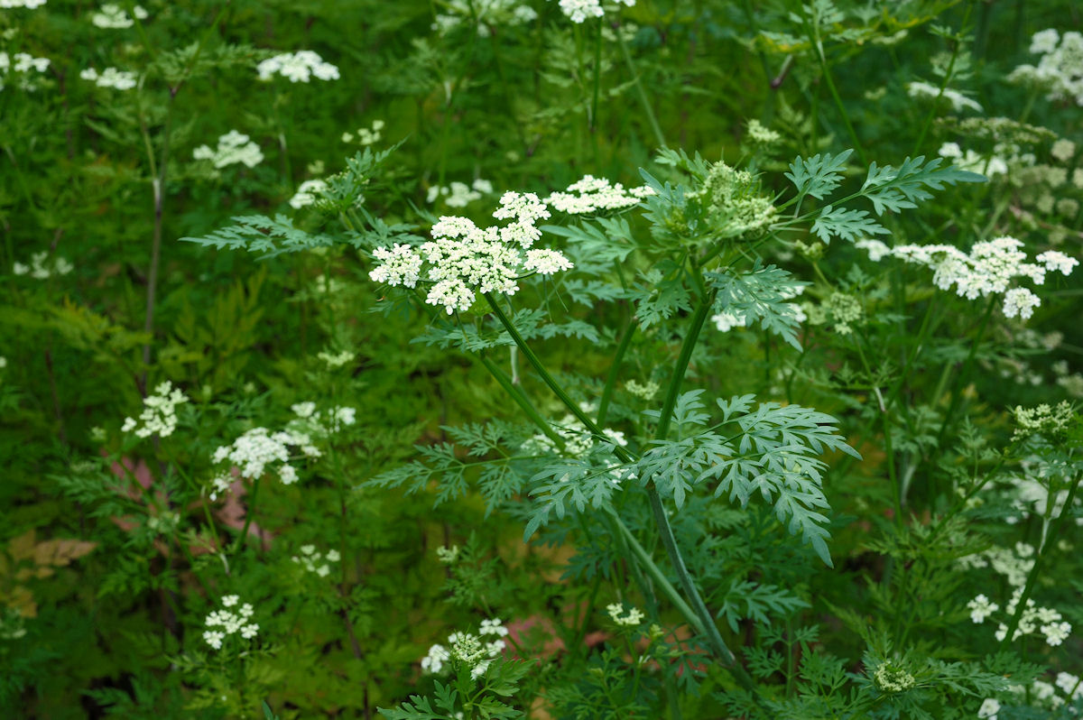 Кокорыш: тихий враг вашего огорода. Как распознать, чем опасен и как победить