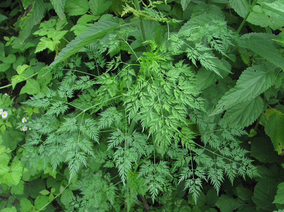 Что такое кокорыш: биологический портрет врага