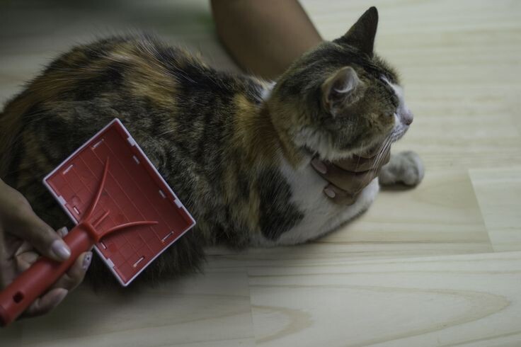 Фотография из интернета