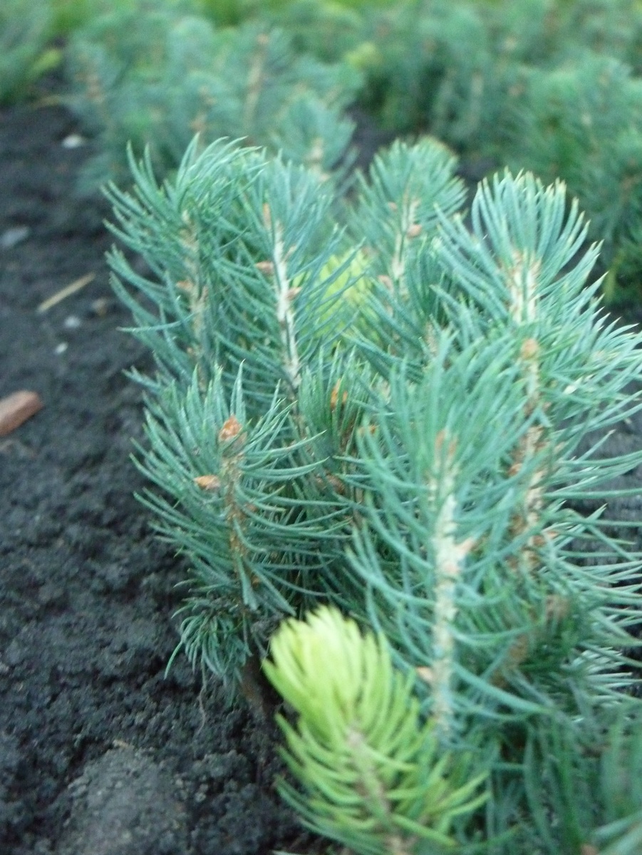 Ель голубая 2х лет             50 руб   5-7 см т.к Сдек,Самовывоз(весна)
