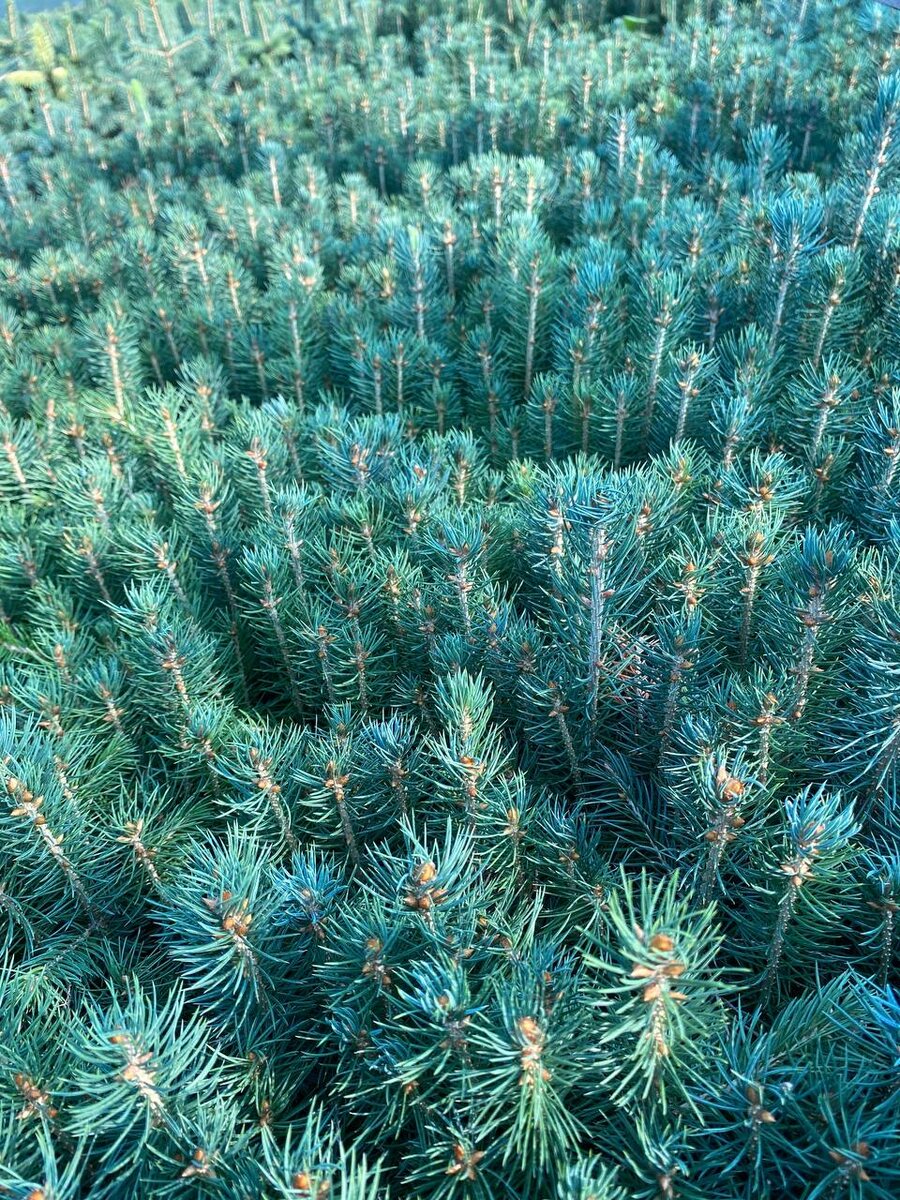 Ель голубая 2х лет            100 руб 10+ см т.к Сдек,Самовывоз(весна)