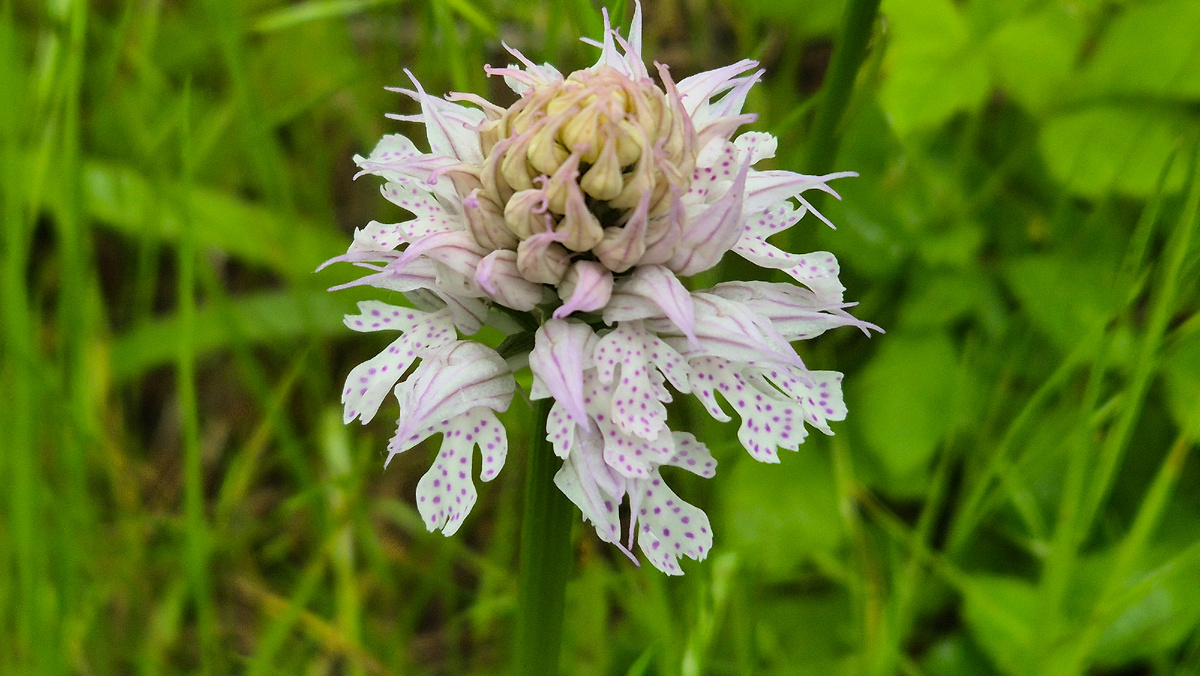 Окрестности Пшады, 2025 год.