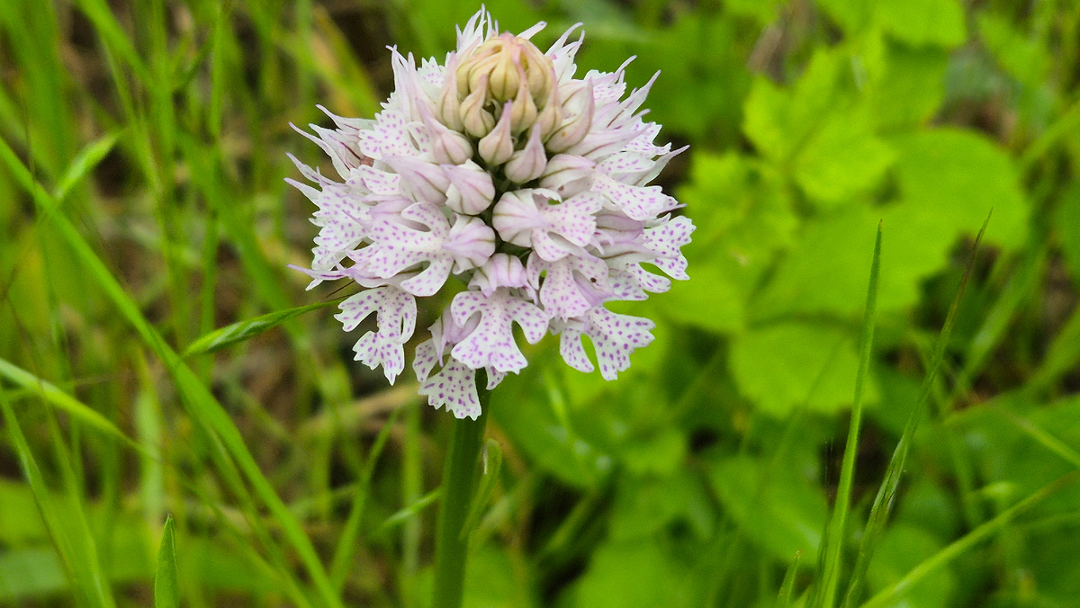 Окрестности Пшады в 2025 году.