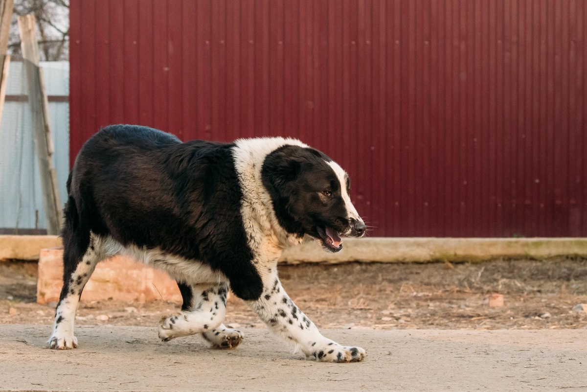    Среднеазиатская овчарка — независимый и мощный страж бескрайних пастбищ